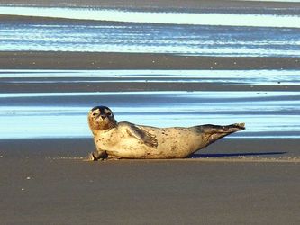 Robbe im Watt an der Nordseeküste